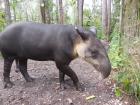 A tapir, the national animal of Belize, at the Belize Zoo