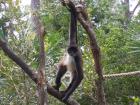 A Yucatan spider monkey at the Belize Zoo