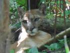As a nocturnal big cat, this puma was quite sleepy when we visited