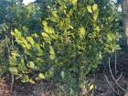 Yerba Mate tree on a family friends ranch. 