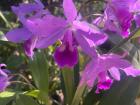Beautiful Orchid flowers grow everywhere here in Paraguay