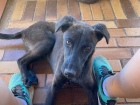 My friend lived with a host family who had this dog - his name is Blackie!