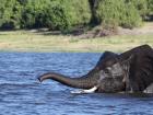 Look at this big guy swimming across the Chobe River!