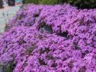 There are so many flowers blooming along my walks around town