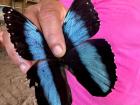 This is a live blue morpho butterfly, which is a key pollinator