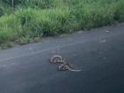 Snake sighting as we crossed the road