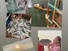 Catching a bunch of fish in the pier