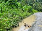 Watch out! Sloth crossing the road!