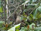 A sloth at Cahuita National Park!