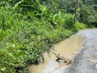 Sloth in Limon (the east coast of Costa Rica)