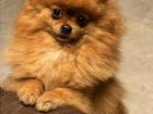 This is my Pomeranian, Nikiya