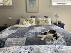 These are my cats, Moshi and Little John
