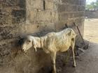 Families will buy sheep in weeks approaching Tabaski in order to fatten them up for a delicious meal. 