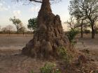 The anthill colonies out here are HUGE! The prevalent structures dot the desert landscape and can be well over 8 ft tall! I pass many of them whenever I journey outside of the village.