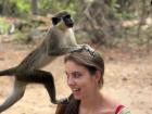 A green monkey jumped on my head in search of a snack in a nearby tree.