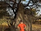 Giant ant hills, packs of monkeys and brilliantly colored birds will soon no longer be my everyday sightings!