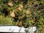 Masked weaver nests 