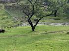 The leafy trees in which weavers like to build their nests 