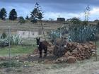 Donkeys in the village I visited!