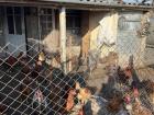 The chickens at my house