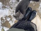 One of our cats!
