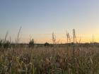 Fields near my house during the summer