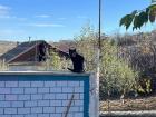 One of the cats that hangs out on her back porch 