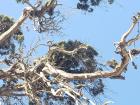 Birds have created their nests in the tree's branches and have made this cypress tree their home