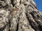 Its trunk is thick, but as many have pointed out, it's becoming older as the years go by