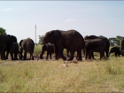 My work here at Kruger National Park is to help save the future of elephants!