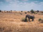 A wild elephant in the national park (Photo by Tom Buoyer)
