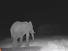 One of our trap cameras captured an elephant roaming around at night