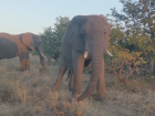 Another duo of African bush elephants