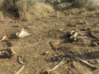 An example of a bone field