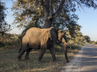 A male elephant crossing the road!