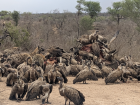 Fresh carcass be fed on by vultures and other animals in the bush