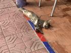Sleeping cat at my study center cafe--one of many stray cats that arrive at lunchtime and try to steal your food!