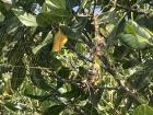 Can you spot the giant spider in the mangrove trees?