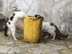 Cats eating leftover food scraps from the meal