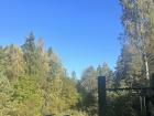 The beautiful trees of the Lahemaa National Park forest, located about an hour outside of Tallinn
