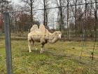A camel I saw at the zoo; I hope she moves inside soon because it is getting very cold