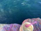 I got to watch fish outside a gelato shop in Cinque Terre