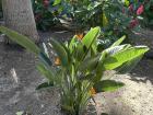 This is an interesting plant I saw in a park in Málaga called the Bird of Paradise flower, and is native to South Africa