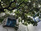 This is the only orange tree in bloom I have seen, and it was in Cordoba, located in Southern Spain