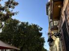 Orange tree on my way through the downtown of Seville