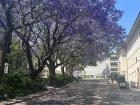 A beautiful sunny day, with Jacaranda trees