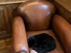 I visited Columbia University's campus in Paris and met the cat who lives there--she was sleeping in the library!