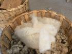 Raw wool and cotton waiting to be carted 