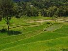 Timor-Leste produces a lot of rice for the local communities
