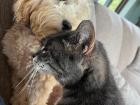 This is my dog Max and cat Kitkat